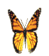 butterfly.gif (7456 bytes)